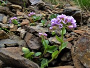 53 Thlaspi rotundifolium ( Erba storna rodundifolia) nel macereto